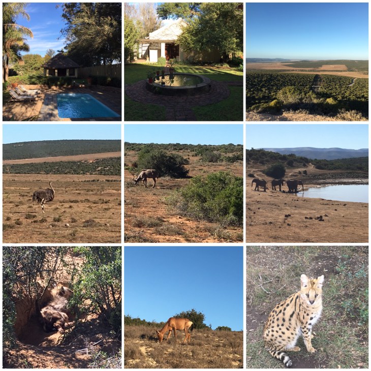 Wildlife in Addo 