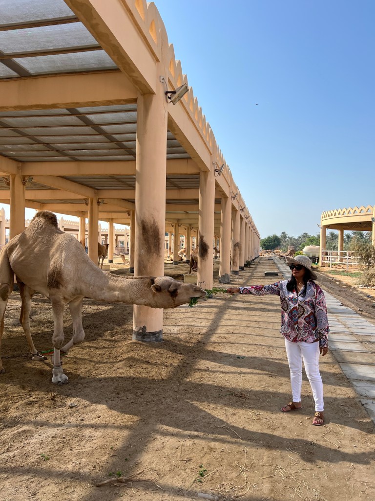 Camel Farm Bahrain 